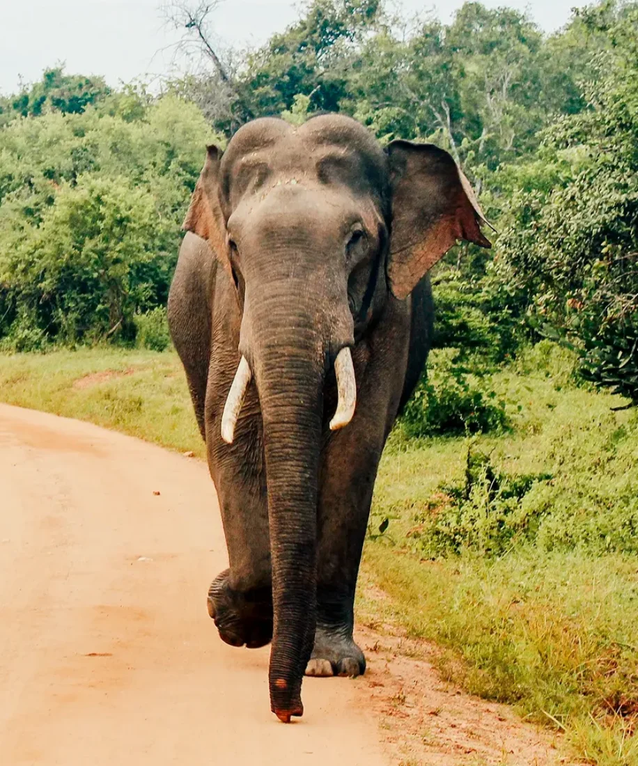 Sri Lanka Asian Elephant