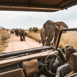 Safari